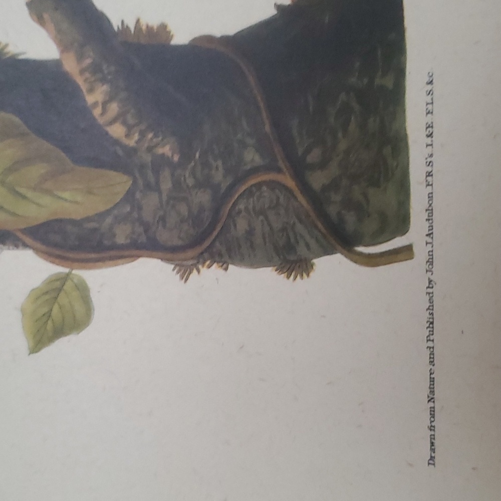JOHN JAMES AUDUBON (1785-1851) "Columbia Jay, No. 20” Print 1948 - Picture 8 of 11
